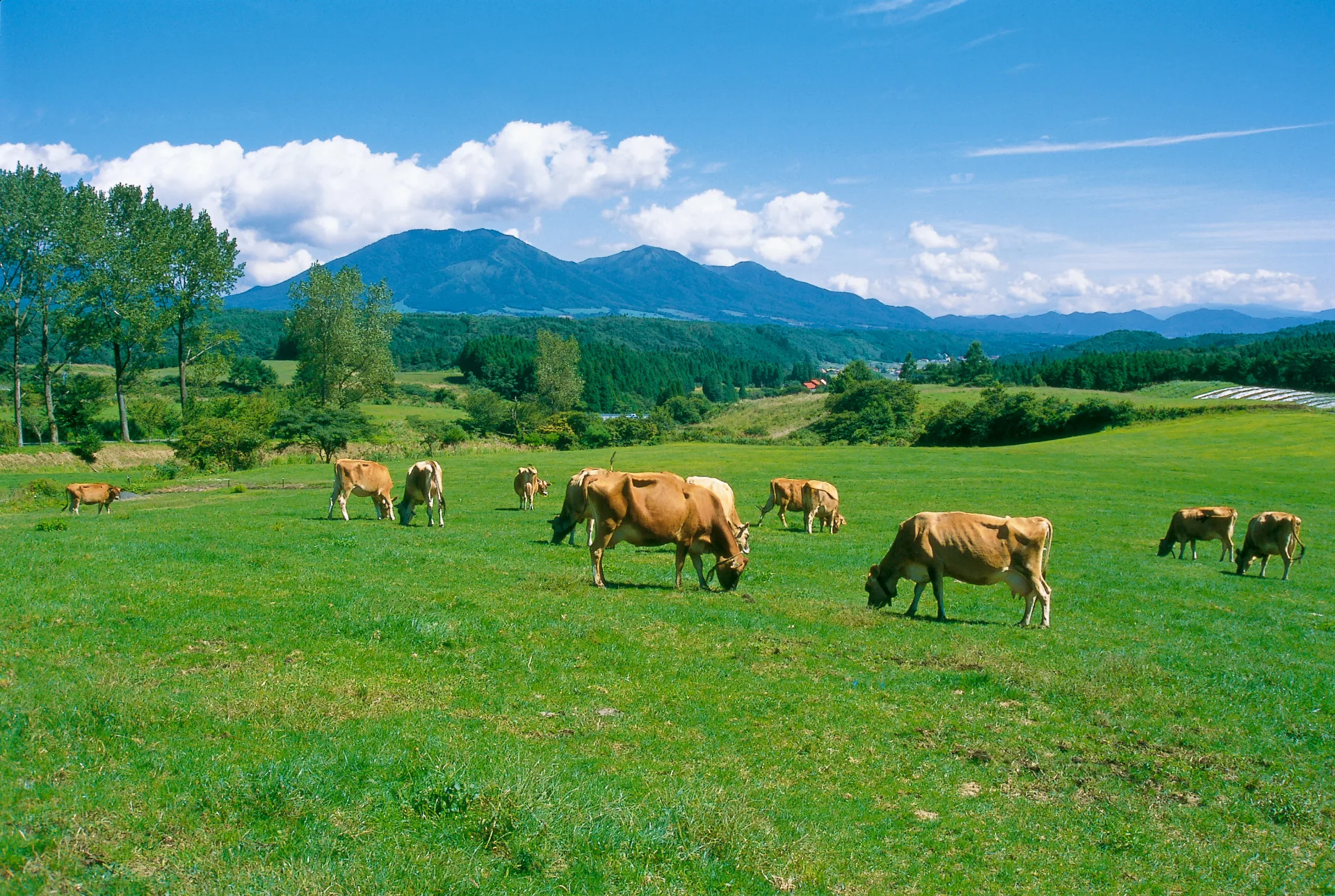緑の牧草地で草を食べるジャージー牛と、青空の下の蒜山の山並み